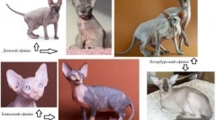 Vellar sphynxes - postoje li vune na golim mačkama